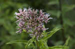 Joe Pye weed